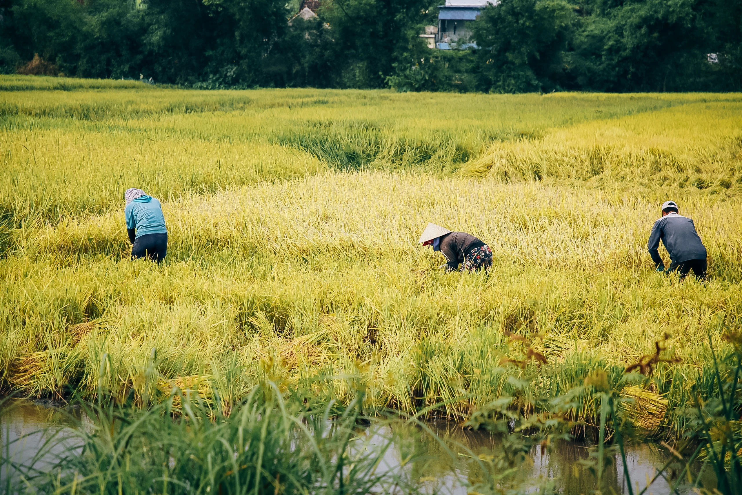 ”Mưa vàng” nhưng nông dân Quảng Bình lại khóc ròng