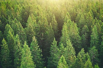 Phục hồi rừng có thể giảm 2/3 lượng khí thải carbon