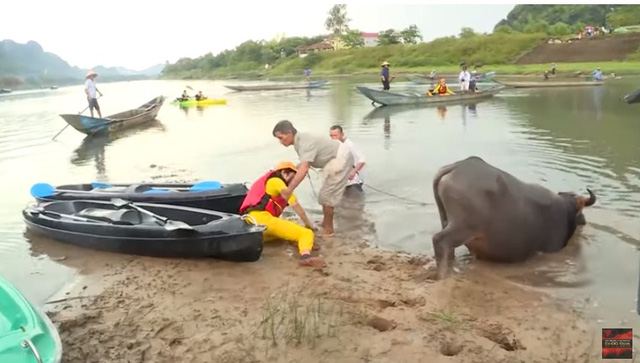 Cuộc đua kỳ thú 2019: Các hoa hậu gặp khó với thử thách... cưỡi trâu vượt sông