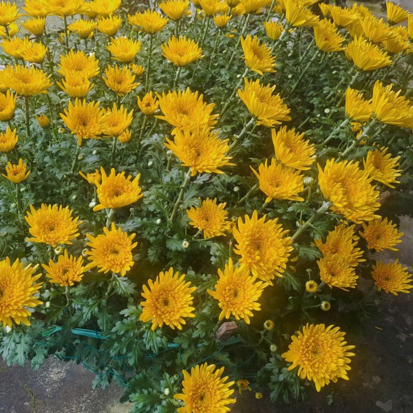 Cẩn thận với trend 