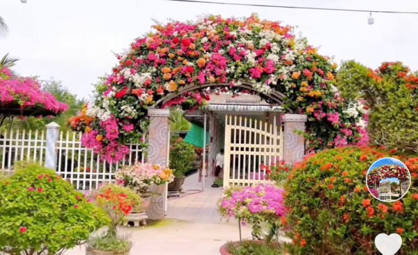 Cổng nhà rực rỡ sắc màu ai thấy đều mê mẩn, học chủ nhà bí kíp căn cho hoa nở đúng dịp Tết