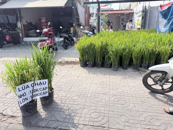 Vì sao nhiều người chưng chậu lúa dịp tết, có ý nghĩa gì?