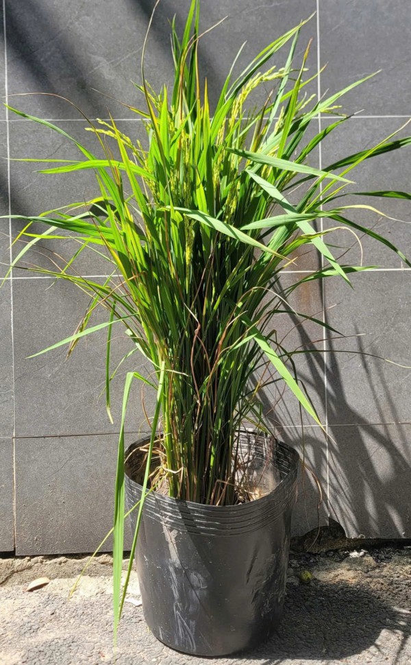 Vì sao nhiều người chưng chậu lúa dịp tết, có ý nghĩa gì?