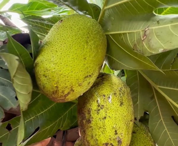 Ăn trái sa kê chín thành Ăn trái sa kê chín thành