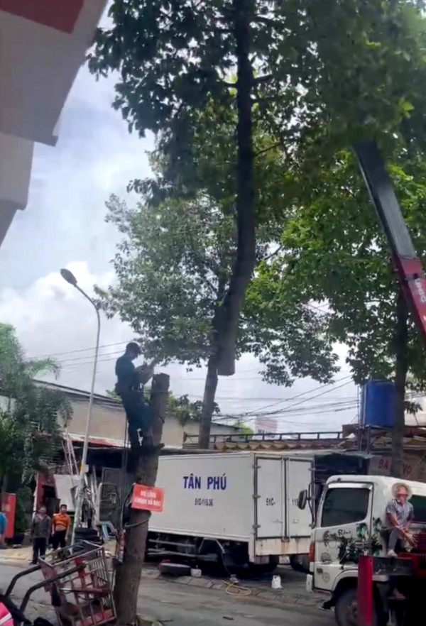 Ban quản trị Ehome 1 Đông Sài Gòn xin lỗi vì đốn hạ 3 cây sao đen 14 năm tuổi Ban quản trị Ehome 1 Đông Sài Gòn xin lỗi vì đốn hạ 3 cây sao đen 14 năm tuổi