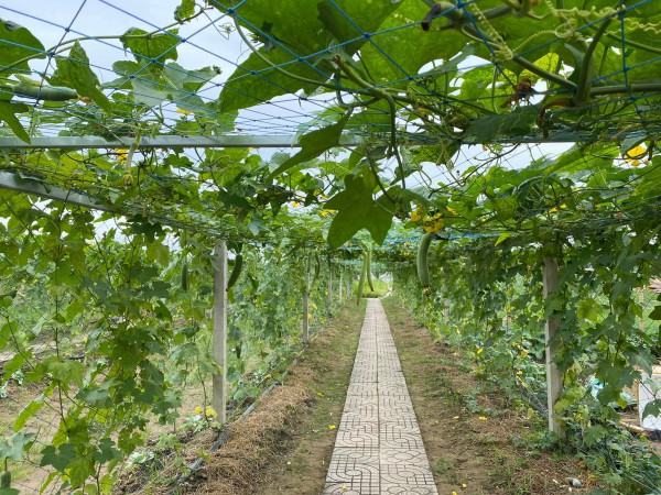 Bất ngờ với vườn rau sạch tự cung, thầy cô và sinh viên cùng chăm sóc