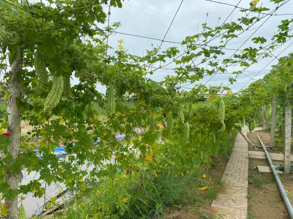 Bất ngờ với vườn rau sạch tự cung, thầy cô và sinh viên cùng chăm sóc