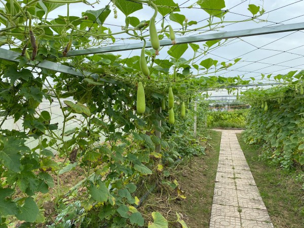 Bất ngờ với vườn rau sạch tự cung, thầy cô và sinh viên cùng chăm sóc