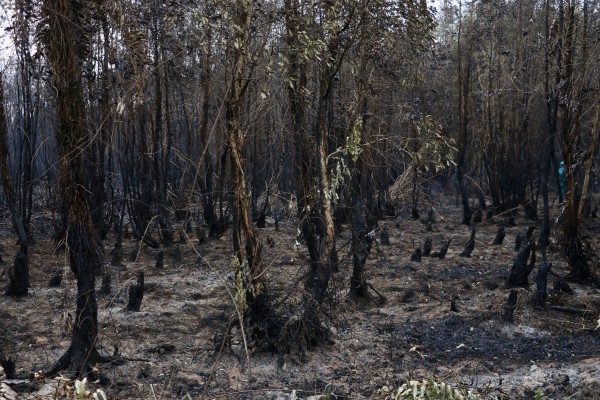 Cà Mau điều tra nguyên nhân cháy rừng ở Nông trường 402