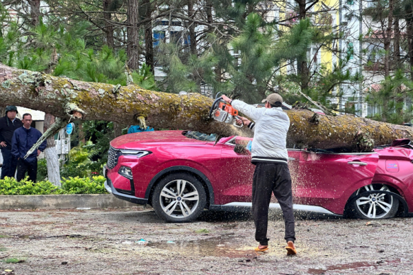 Cây xanh ngã đổ đè nhiều ô tô ở P.Xuân Hương - Đà Lạt Cây xanh ngã đổ đè nhiều ô tô ở P.Xuân Hương - Đà Lạt