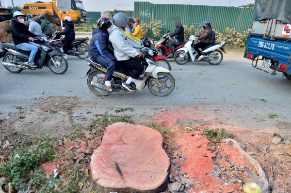 Hà Nội: Chặt hạ, dịch chuyển hàng xà cừ cổ thụ trên đường 70