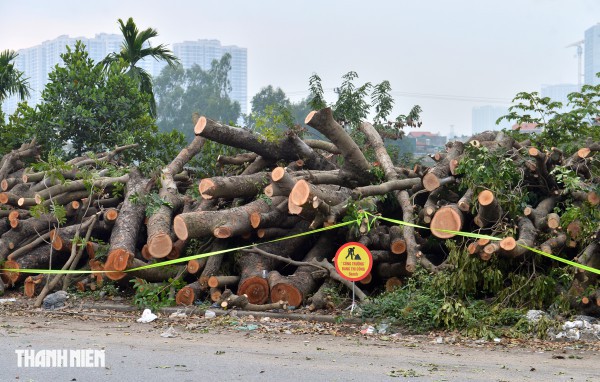 Hà Nội: Chặt hạ, dịch chuyển hàng xà cừ cổ thụ trên đường 70