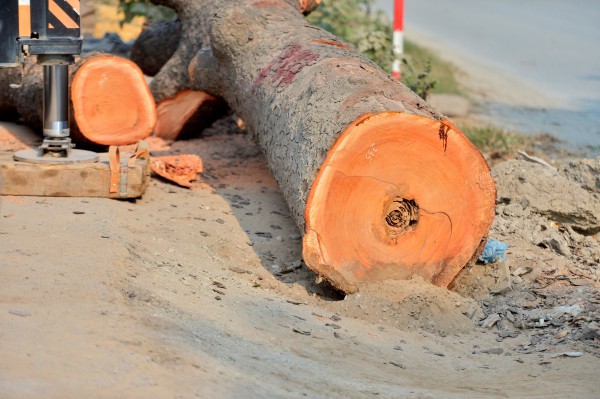 Hà Nội: Chặt hạ, dịch chuyển hàng xà cừ cổ thụ trên đường 70