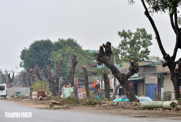 Hà Nội: Chặt hạ, dịch chuyển hàng xà cừ cổ thụ trên đường 70