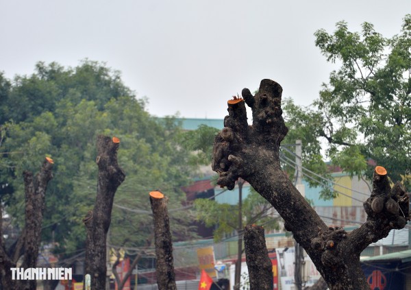 Hà Nội: Chặt hạ, dịch chuyển hàng xà cừ cổ thụ trên đường 70