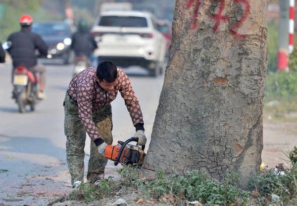 Hà Nội: Chặt hạ, dịch chuyển hàng xà cừ cổ thụ trên đường 70