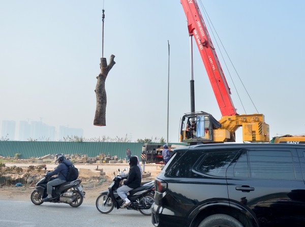 Hà Nội: Chặt hạ, dịch chuyển hàng xà cừ cổ thụ trên đường 70
