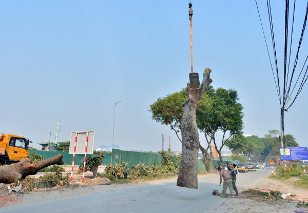 Hà Nội: Chặt hạ, dịch chuyển hàng xà cừ cổ thụ trên đường 70