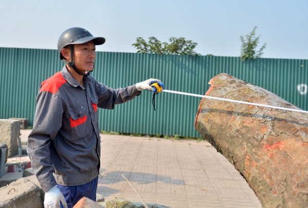 Hà Nội: Chặt hạ, dịch chuyển hàng xà cừ cổ thụ trên đường 70