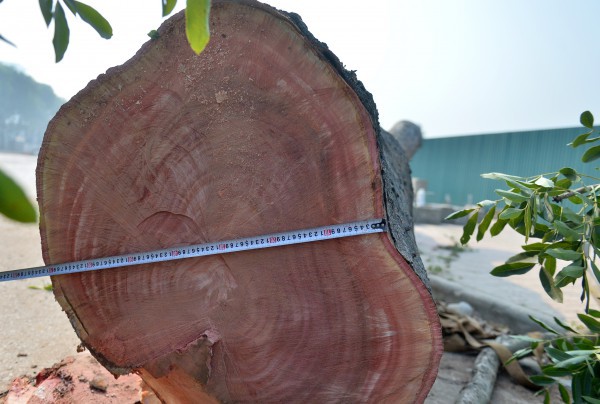 Hà Nội: Chặt hạ, dịch chuyển hàng xà cừ cổ thụ trên đường 70