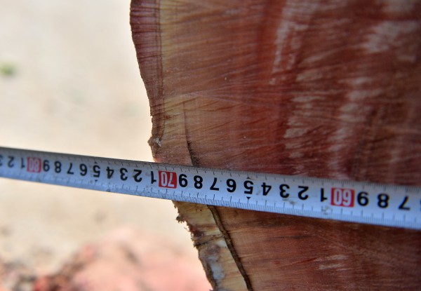 Hà Nội: Chặt hạ, dịch chuyển hàng xà cừ cổ thụ trên đường 70