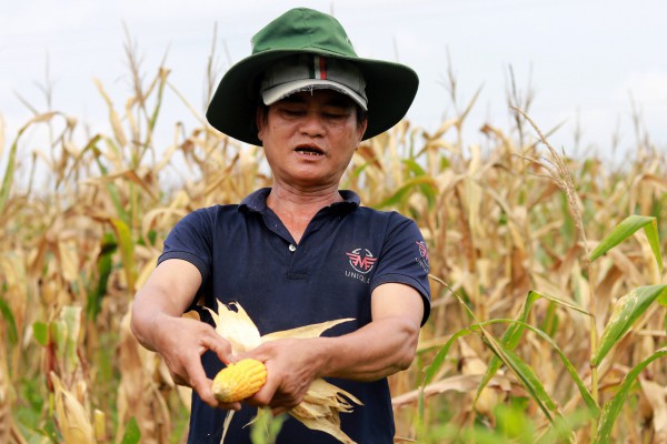Hà Tĩnh: Ngô chết khô ngay trước vụ thu hoạch