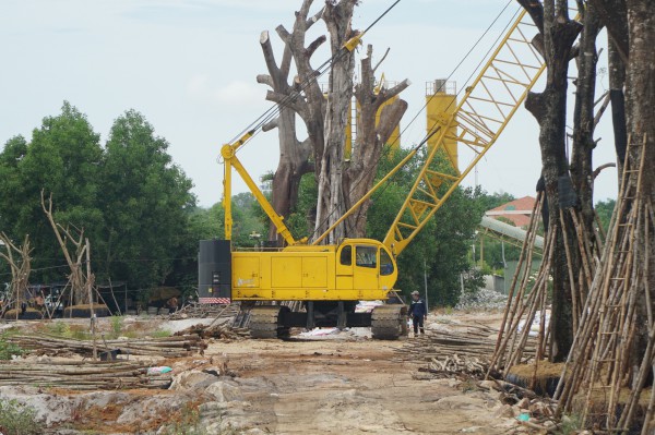 Hàng trăm cây cổ thụ tập kết gần sân bay Cam Ranh, phải cây rừng tự nhiên?
