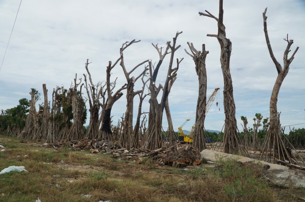 Hàng trăm cây cổ thụ tập kết gần sân bay Cam Ranh, phải cây rừng tự nhiên?