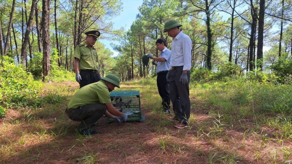 Hàng trăm chim cảnh ở Huế đã được công nhận có nguồn gốc hợp pháp