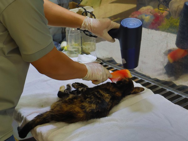 Hỏa táng thú cưng: Sự 