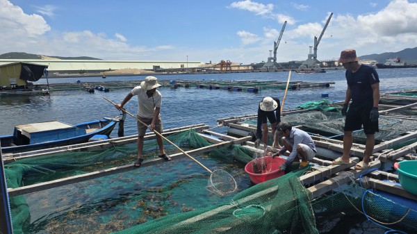 Khánh Hòa kêu gọi thu hoạch thủy sản trước bão số 15