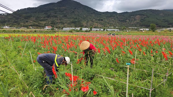 Lâm Đồng: Hoa lay ơn nở muộn, nông dân trắng tay