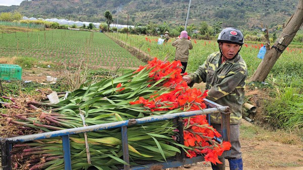 Lâm Đồng: Hoa lay ơn nở muộn, nông dân trắng tay