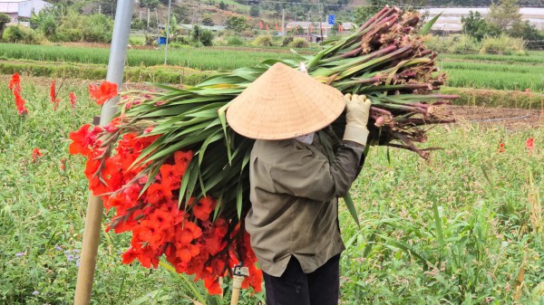 Lâm Đồng: Hoa lay ơn nở muộn, nông dân trắng tay