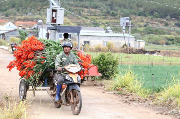 Lâm Đồng: Hoa lay ơn nở muộn, nông dân trắng tay