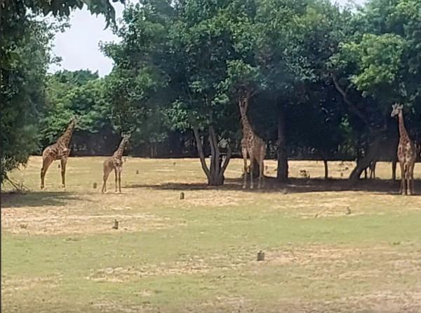 Lâm Đồng kiến nghị Thủ tướng gỡ vướng dự án sân golf Đồi Cù, rừng dầu Hồng Liêm