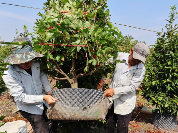 Làng nghề ở TP.HCM mùa tết: Tỉ phú làng mai 