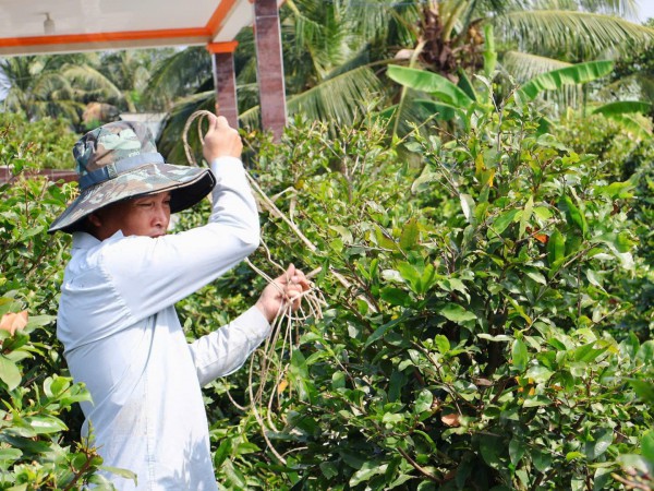 Làng nghề ở TP.HCM mùa tết: Tỉ phú làng mai 