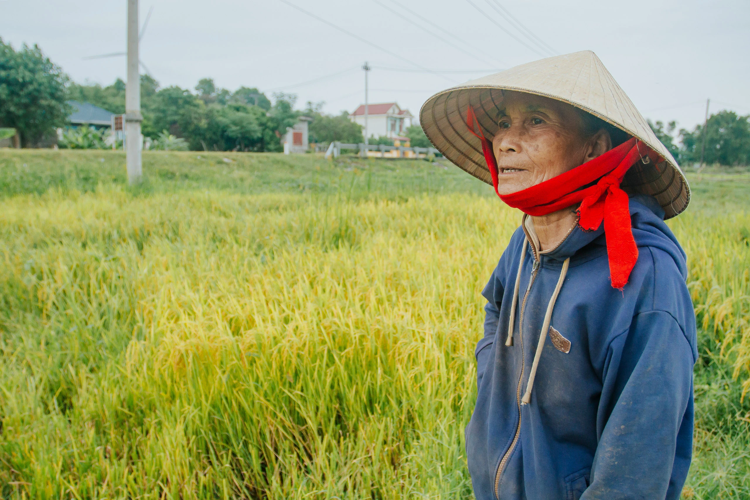 ”Mưa vàng” nhưng nông dân Quảng Bình lại khóc ròng