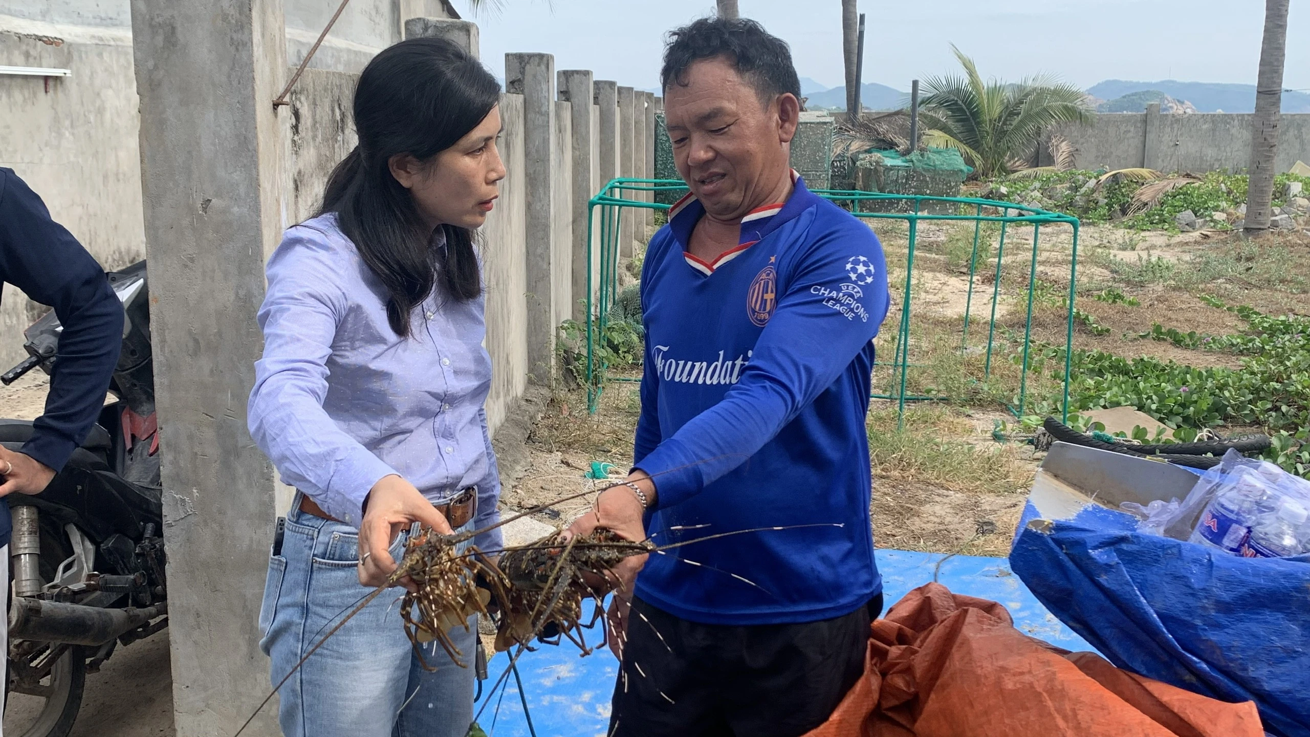 Ngư dân thiệt hại tiền tỉ vì tôm hùm, cá mú chết trắng lồng sau một đêm