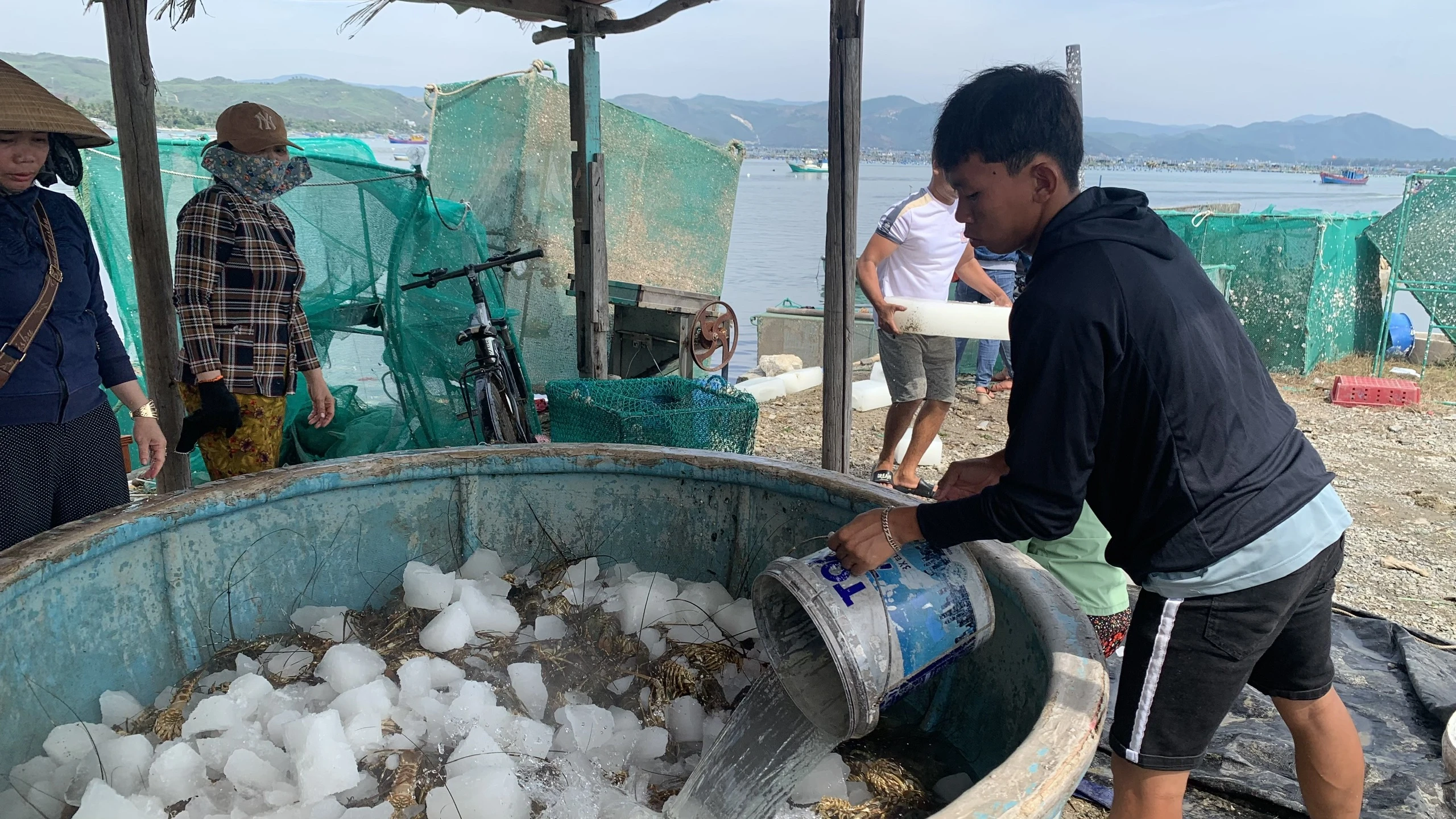 Ngư dân thiệt hại tiền tỉ vì tôm hùm, cá mú chết trắng lồng sau một đêm