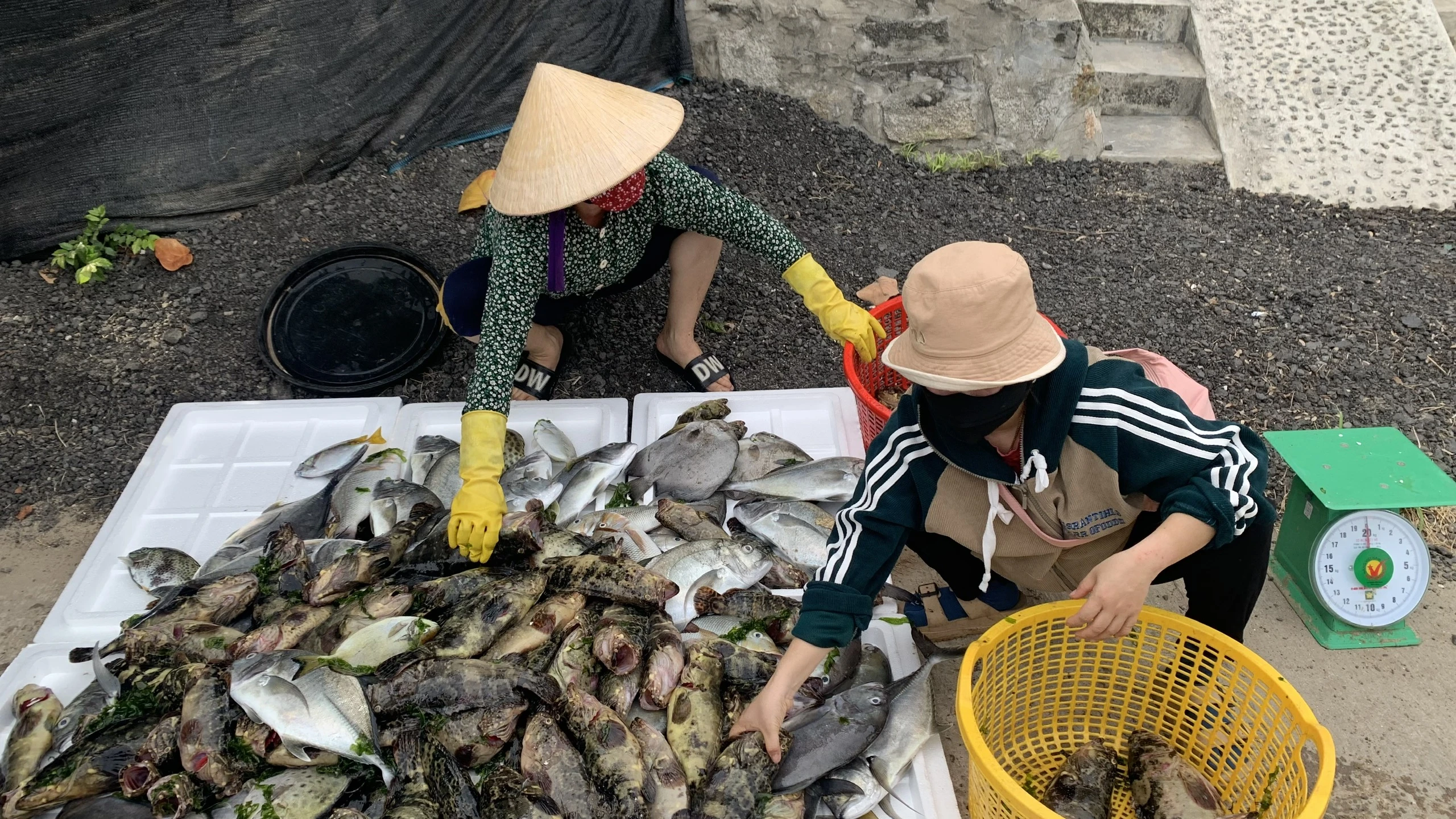 Phú Yên: Tôm cá nuôi chết hàng loạt, ngư dân lao đao