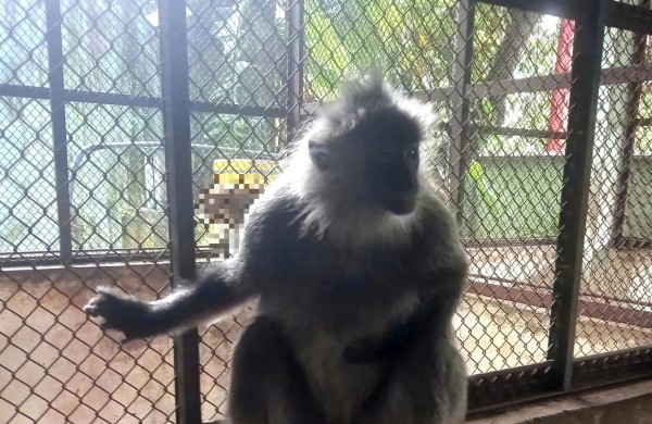 TP.HCM: Người dân bàn giao voọc bạc Đông Dương quý hiếm cho kiểm lâm