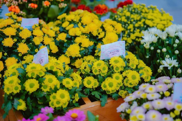 TP.HCM rực rỡ sắc hoa đón tết ở những trường học hàng ngàn mét vuông