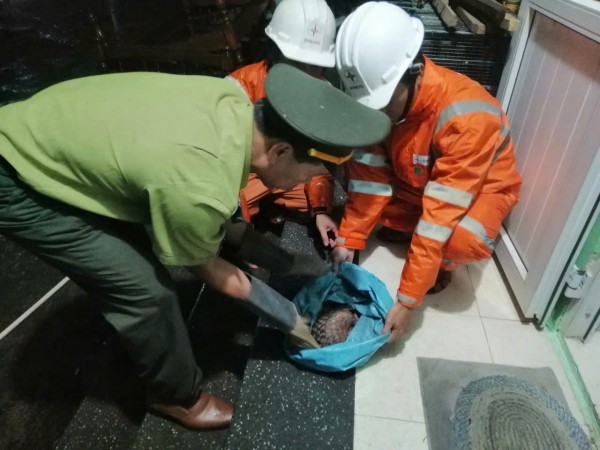 TP.Huế: Công nhân điện lực cứu hộ động vật quý hiếm trong đêm
