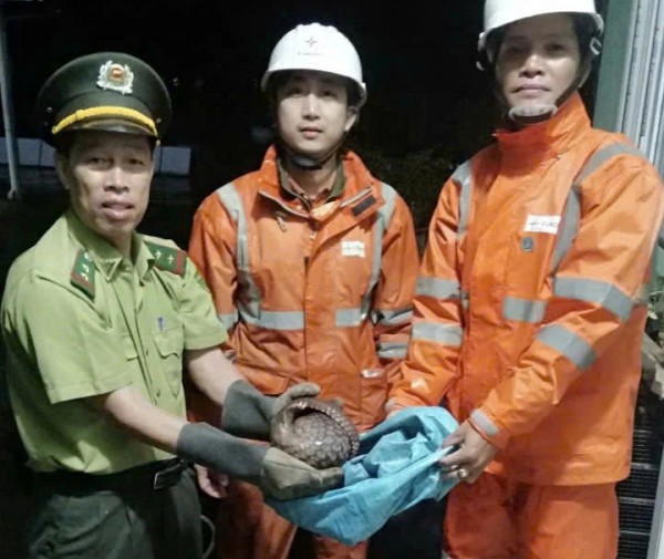 TP.Huế: Công nhân điện lực cứu hộ động vật quý hiếm trong đêm