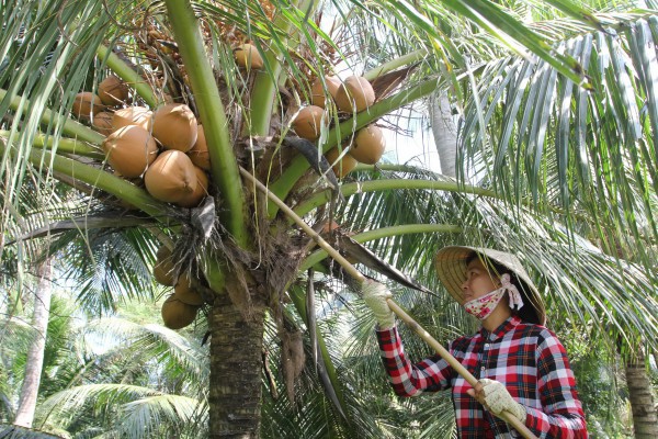 Thành phố ở Việt Nam: Bến Tre 