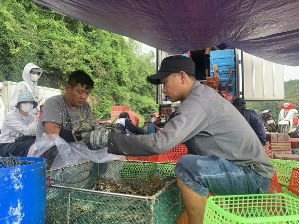 Thủ phủ tôm hùm vịnh Xuân Đài 