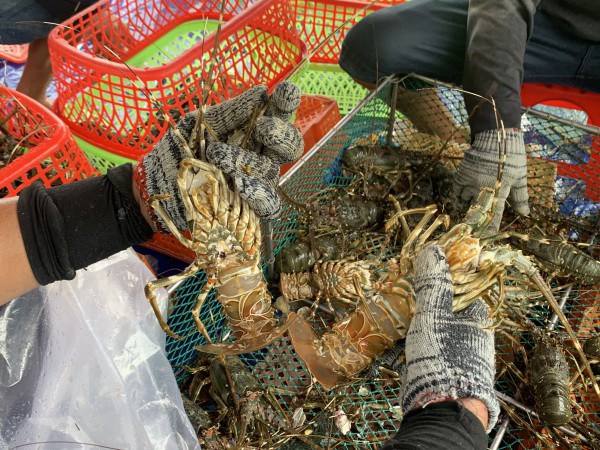 Thủ phủ tôm hùm vịnh Xuân Đài 