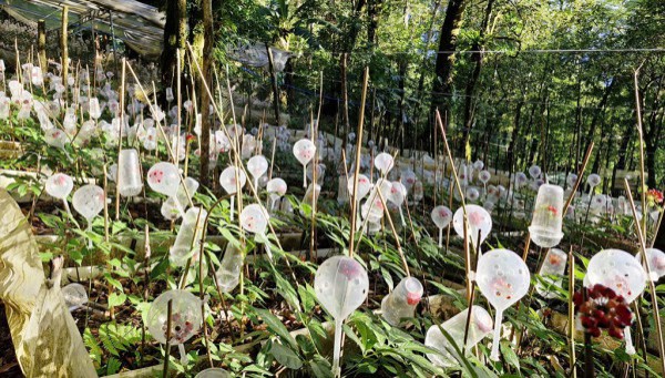 Tỉ phú sâm Ngọc Linh méo mặt vì… 